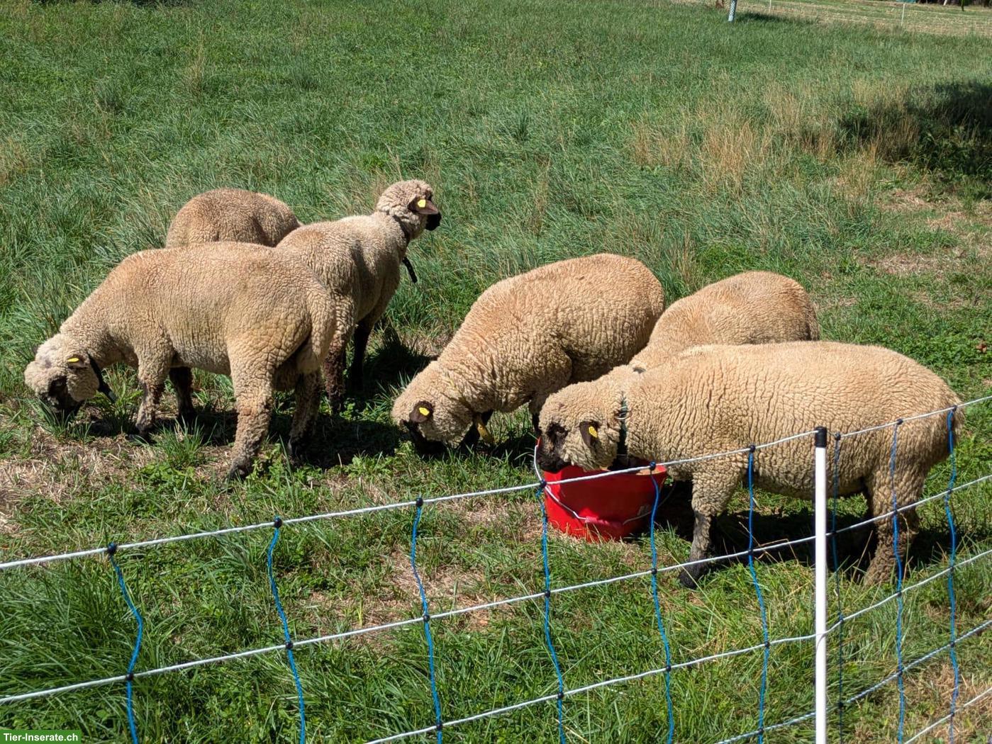 Junge Shropshire Widder zu verkaufen