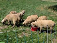 Junge Shropshire Widder zu verkaufen