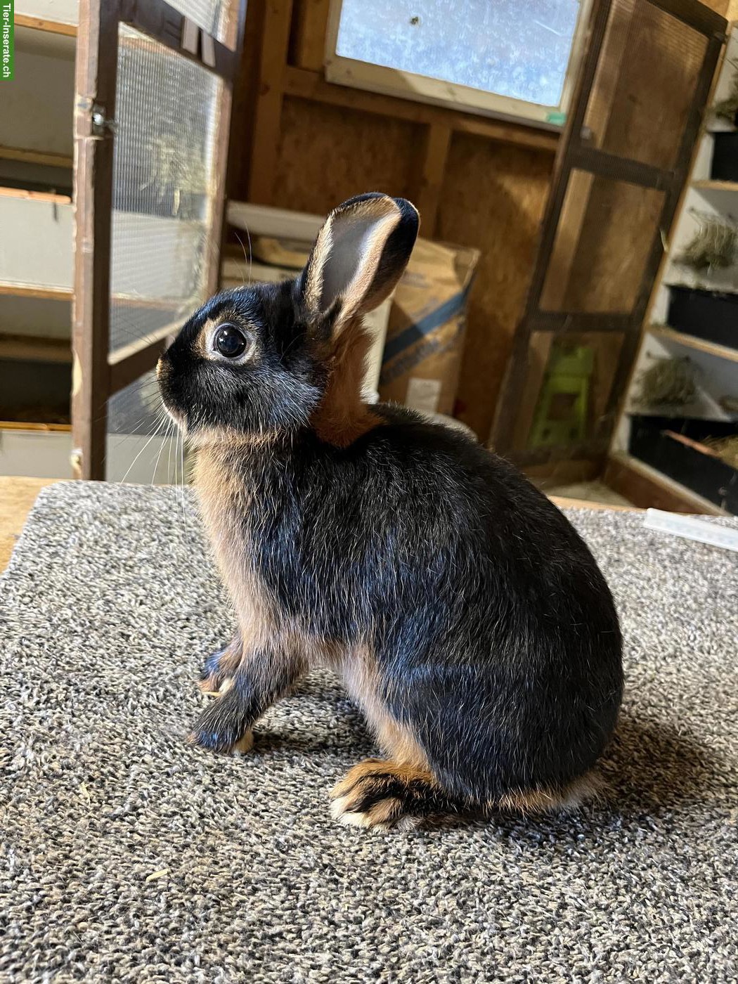 Farbenzwerg-Loh-Kaninchen, schwarz