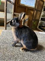 Farbenzwerg-Loh-Kaninchen, schwarz