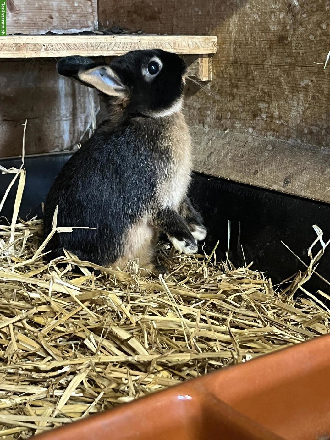 Bild 2: Farbenzwerg-Loh-Kaninchen, schwarz