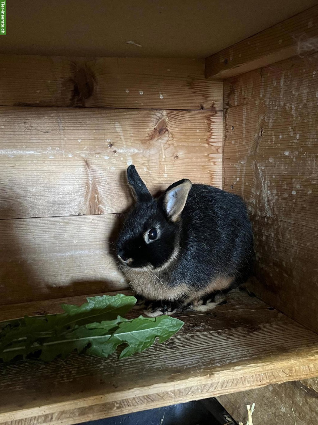 Bild 3: Farbenzwerg-Loh-Kaninchen, schwarz