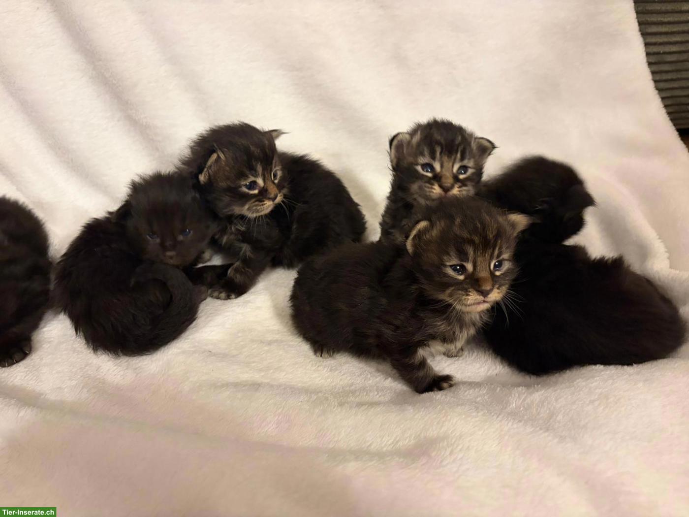 Maine Coon Kitten in Brown Tabby und Black Solid