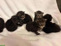 Maine Coon Kitten in Brown Tabby und Black Solid