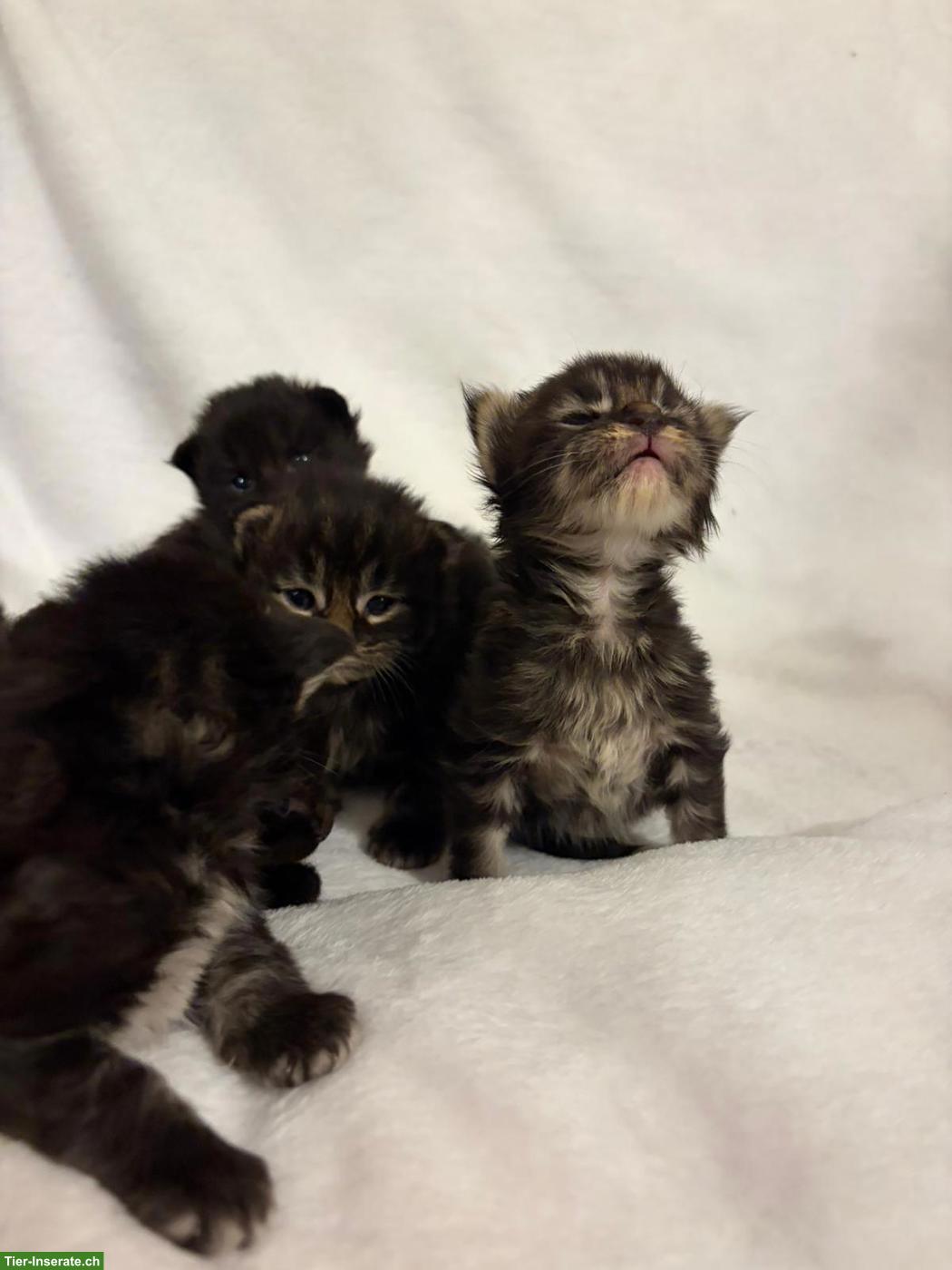 Bild 2: Maine Coon Kitten in Brown Tabby und Black Solid
