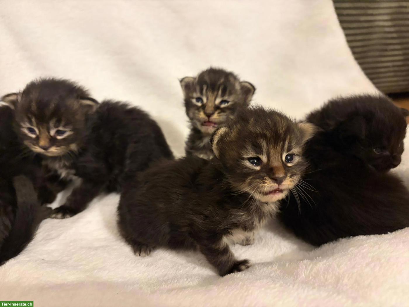 Bild 3: Maine Coon Kitten in Brown Tabby und Black Solid