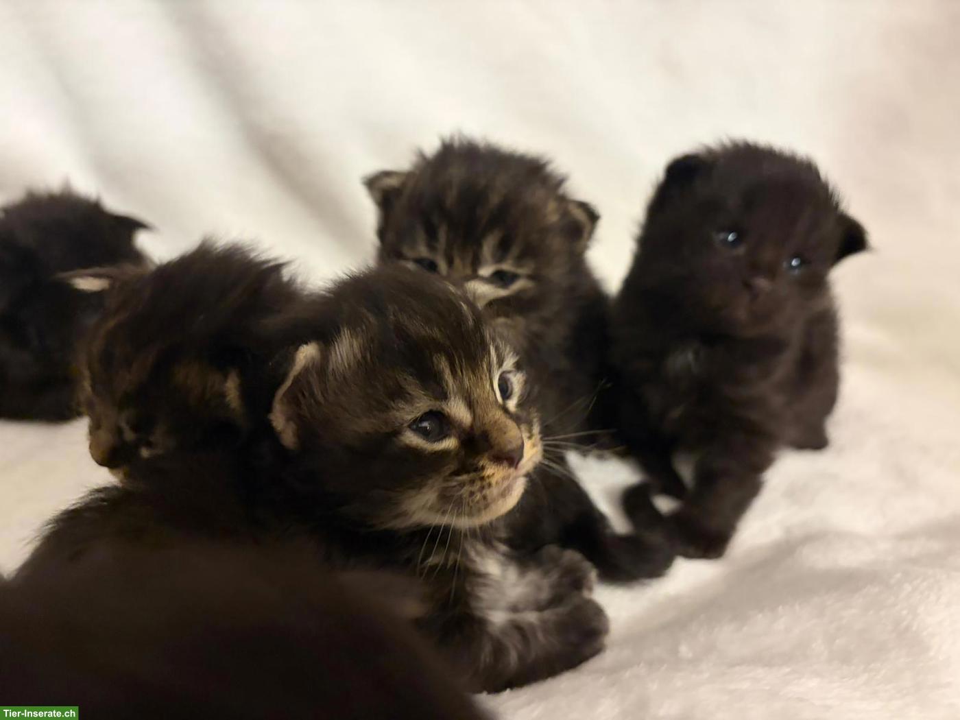 Bild 4: Maine Coon Kitten in Brown Tabby und Black Solid