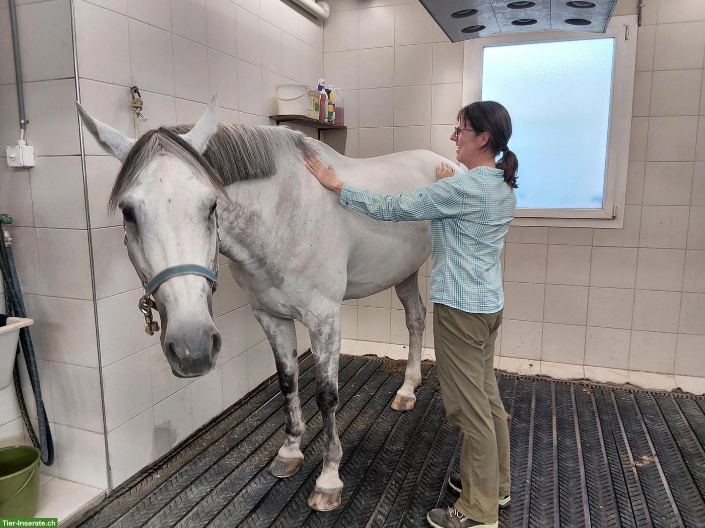 Osteopathie für Pferde in Zürich und Umgebung