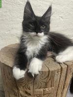 Maine Coon Kitten, Kater & Kätzin
