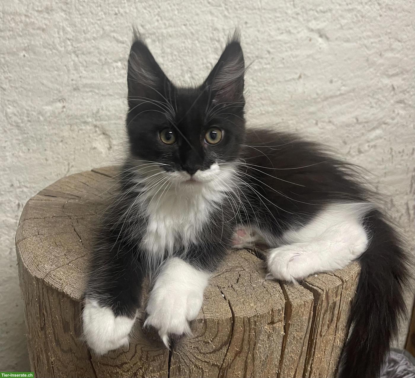 Bild 2: Maine Coon Kitten, Kater & Kätzin