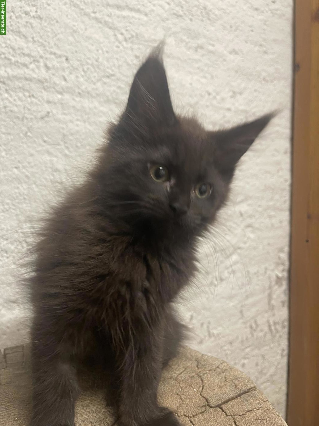 Bild 3: Maine Coon Kitten, Kater & Kätzin