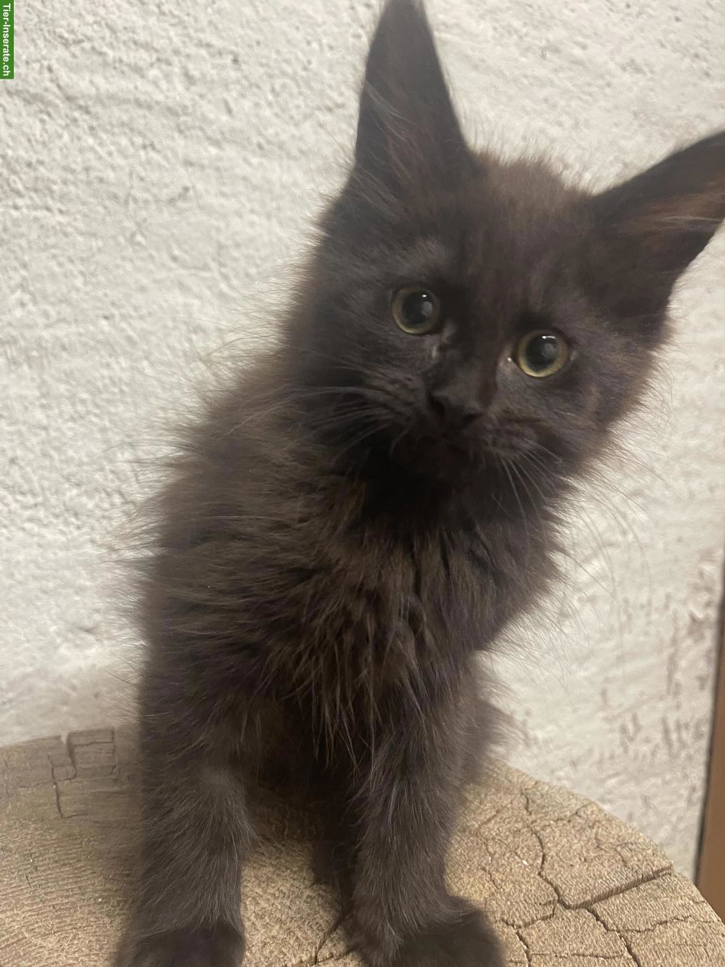 Bild 4: Maine Coon Kitten, Kater & Kätzin