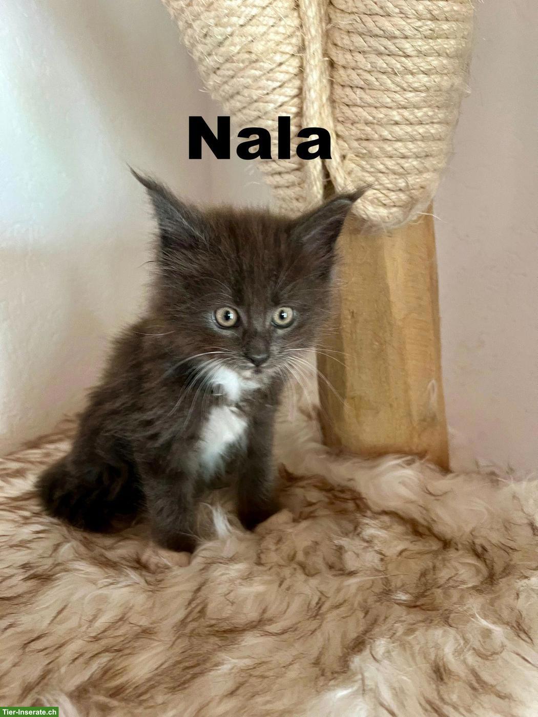 Bild 2: Zuckersüsse Maine Coon Kitten