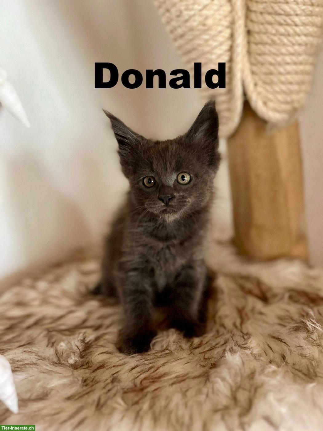 Bild 3: Zuckersüsse Maine Coon Kitten