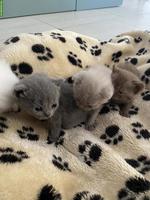 Reinrassige BKH Kitten | Chocolate, Creme, Weiss & Blue
