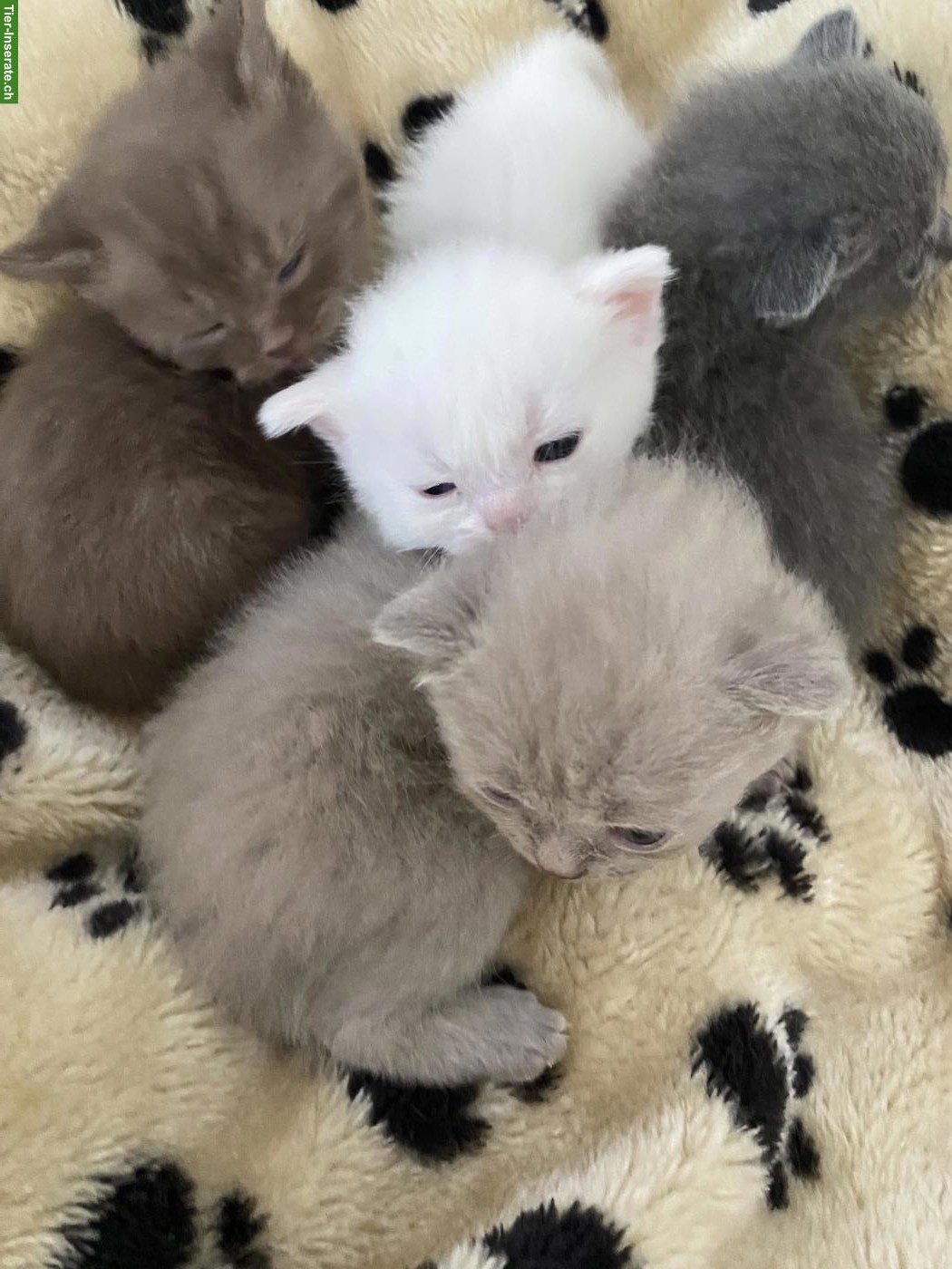Bild 3: Reinrassige BKH Kitten | Chocolate, Creme, Weiss & Blue