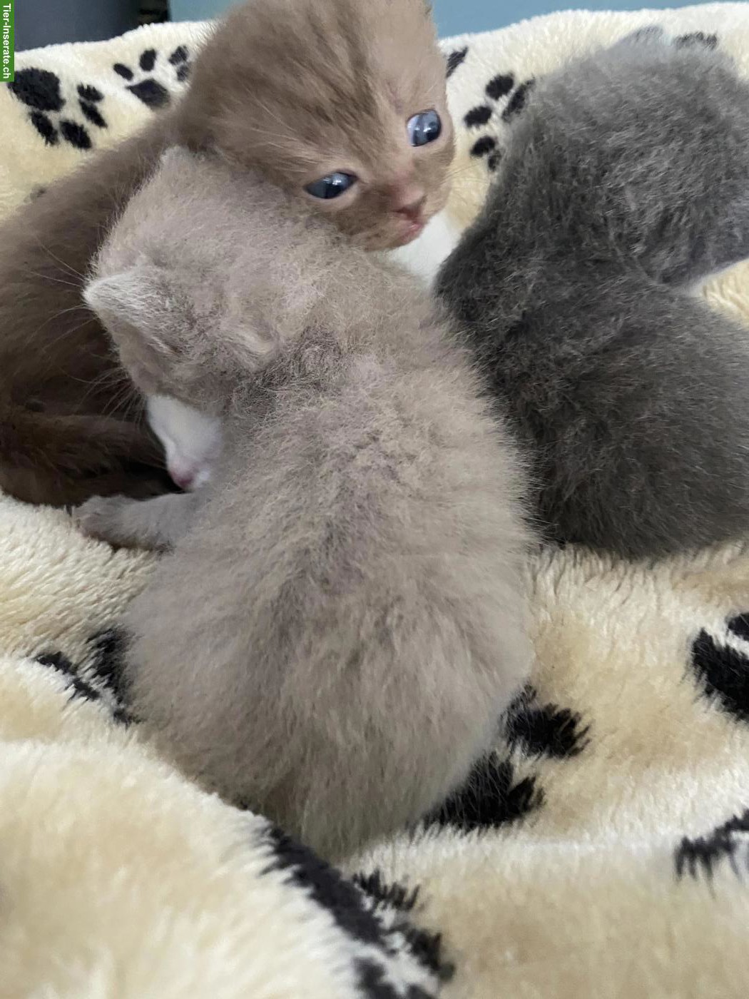 Bild 4: Reinrassige BKH Kitten | Chocolate, Creme, Weiss & Blue