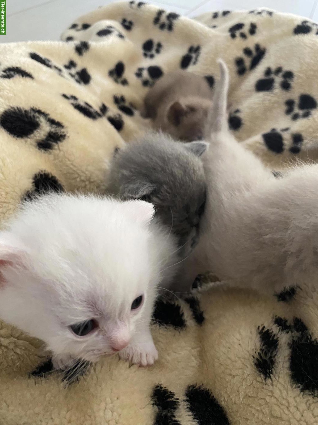 Bild 5: Reinrassige BKH Kitten | Chocolate, Creme, Weiss & Blue
