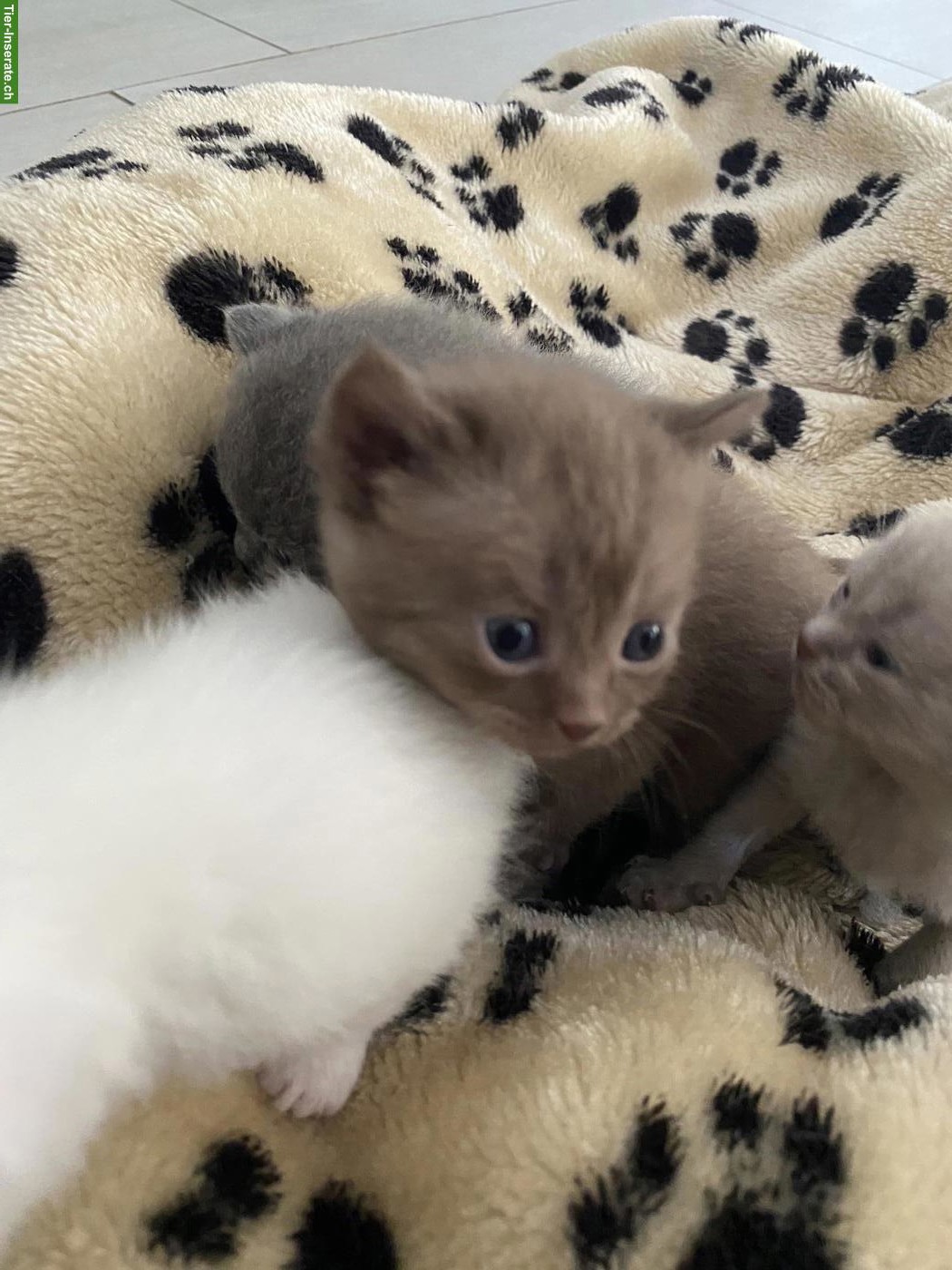 Bild 6: Reinrassige BKH Kitten | Chocolate, Creme, Weiss & Blue
