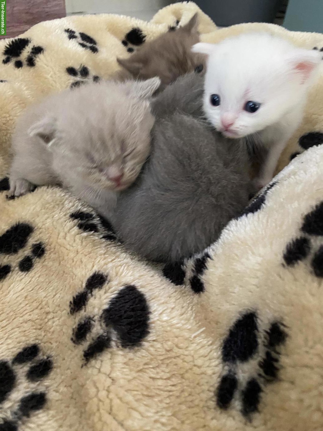 Bild 7: Reinrassige BKH Kitten | Chocolate, Creme, Weiss & Blue