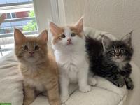 Maine Coon Kätzchen aus der Zentralschweiz
