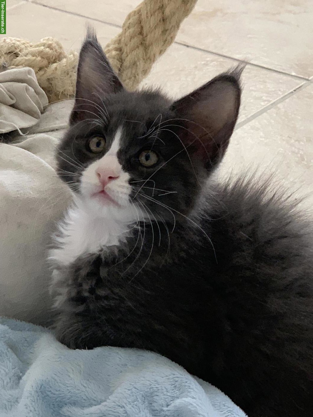 Bild 2: Maine Coon Kätzchen aus der Zentralschweiz