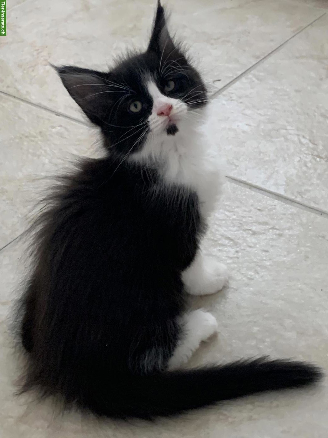 Bild 3: Maine Coon Kätzchen aus der Zentralschweiz