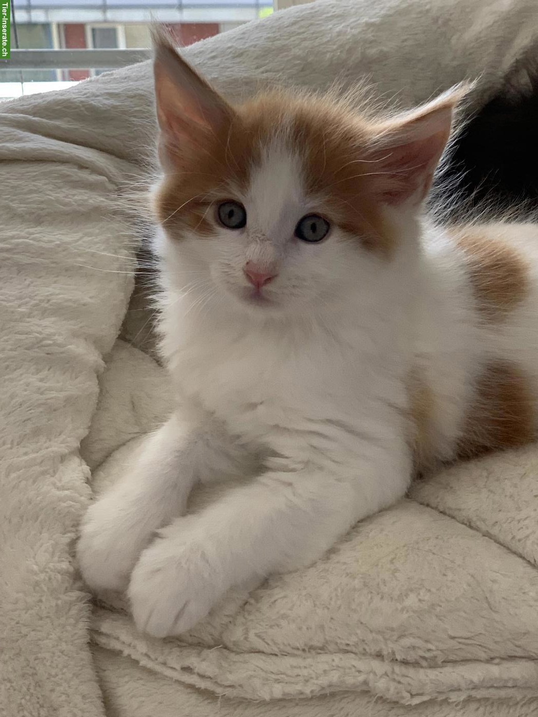 Bild 4: Maine Coon Kätzchen aus der Zentralschweiz
