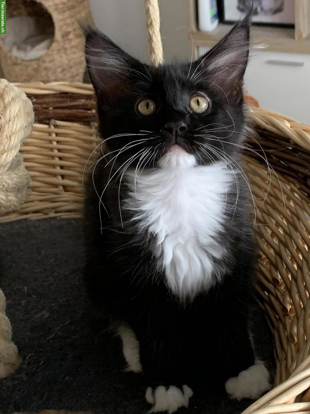 Bild 5: Maine Coon Kätzchen aus der Zentralschweiz