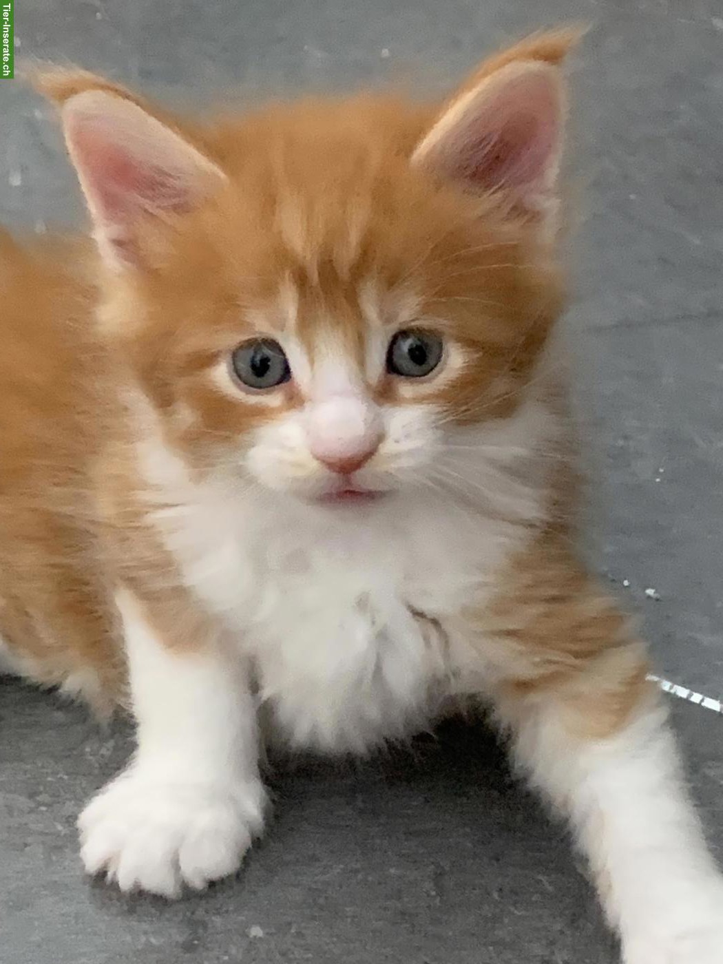 Bild 6: Maine Coon Kätzchen aus der Zentralschweiz