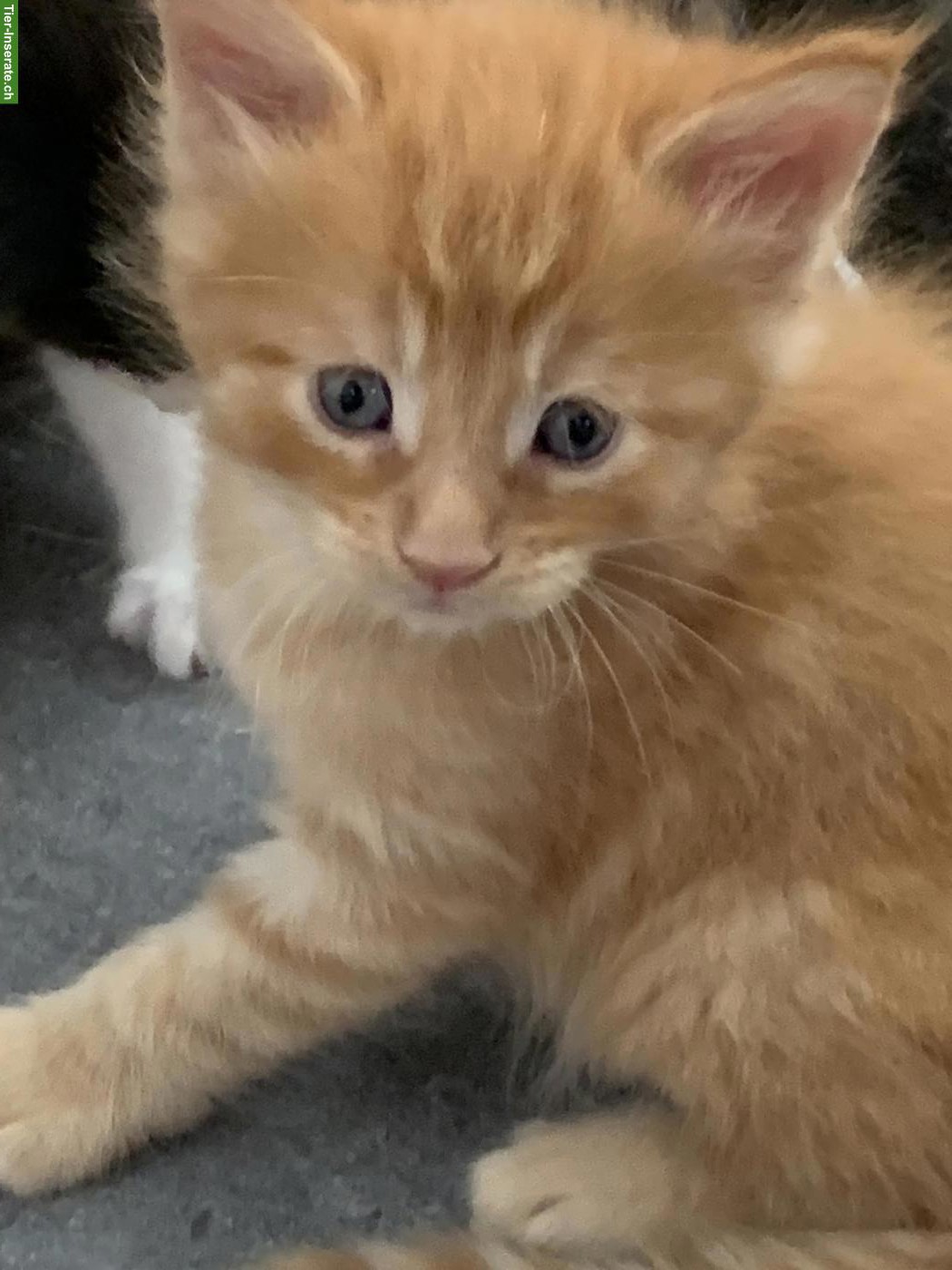 Bild 7: Maine Coon Kätzchen aus der Zentralschweiz
