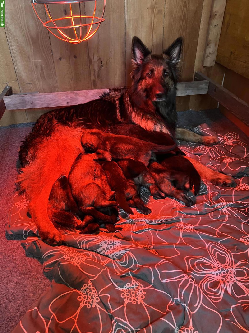 Langhaar Altdeutsche Schäferhund Welpen