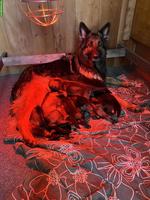 Langhaar Altdeutsche Schäferhund Welpen