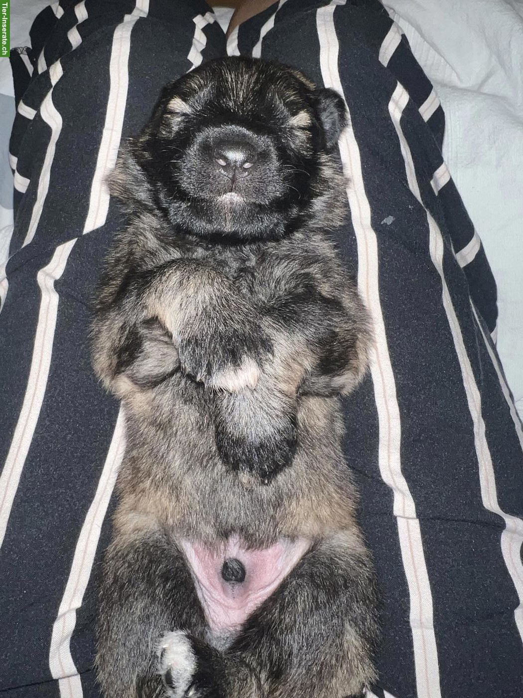 Bild 2: Langhaar Altdeutsche Schäferhund Welpen