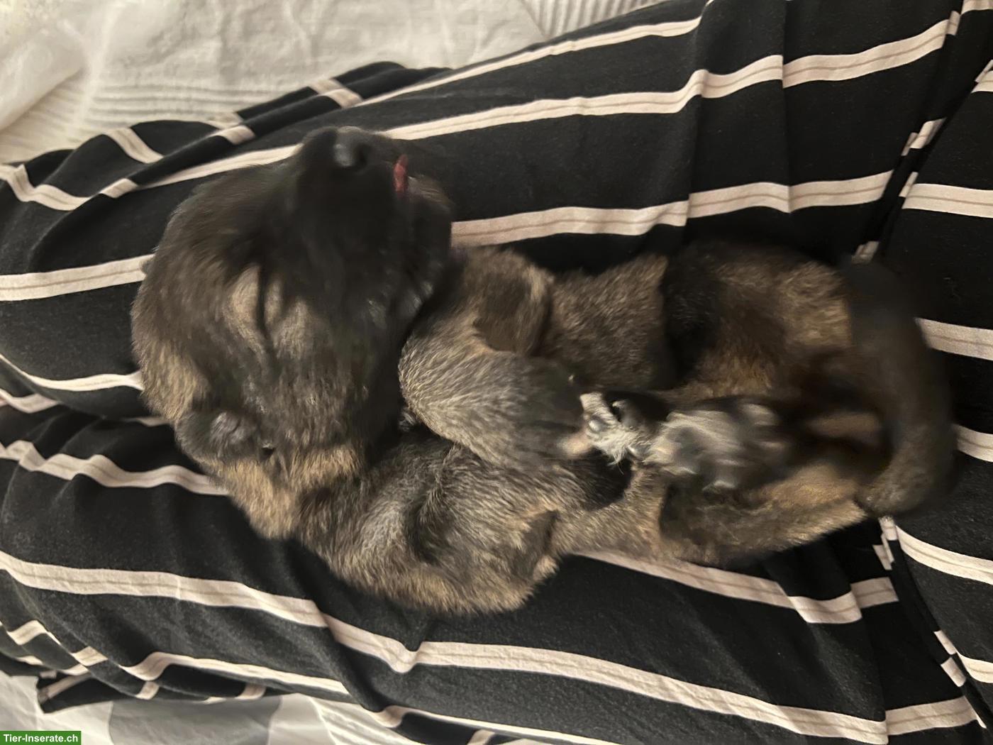 Bild 3: Langhaar Altdeutsche Schäferhund Welpen