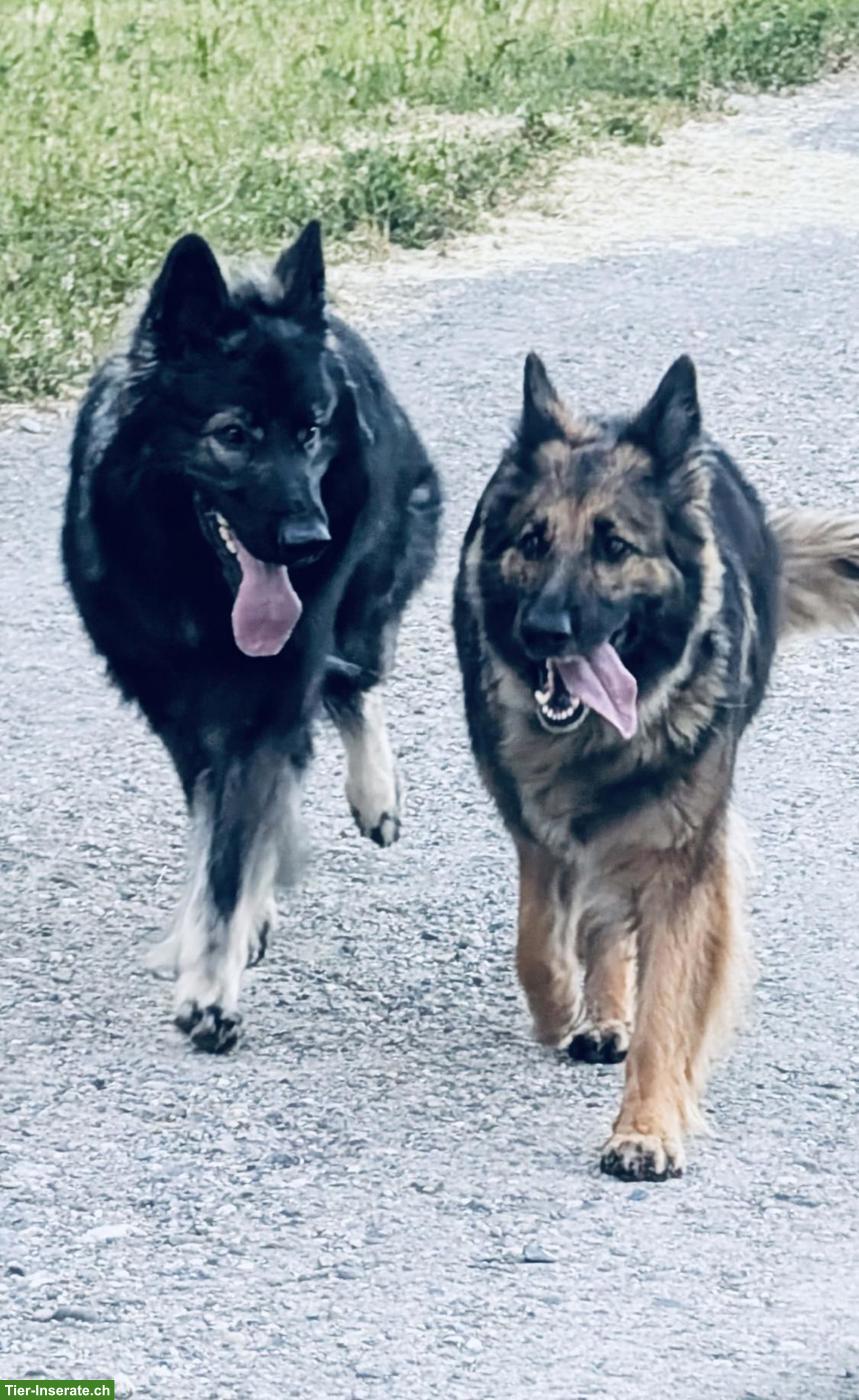 Bild 4: Langhaar Altdeutsche Schäferhund Welpen