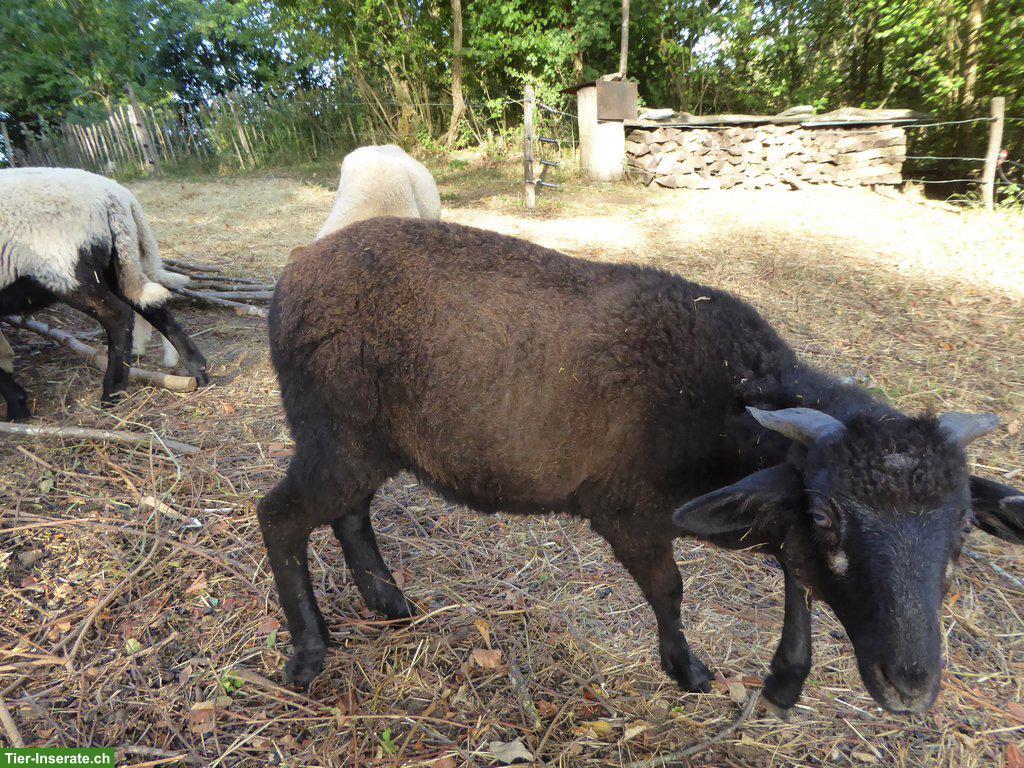 Bündner Oberländer Schaf Aue zu verkaufen