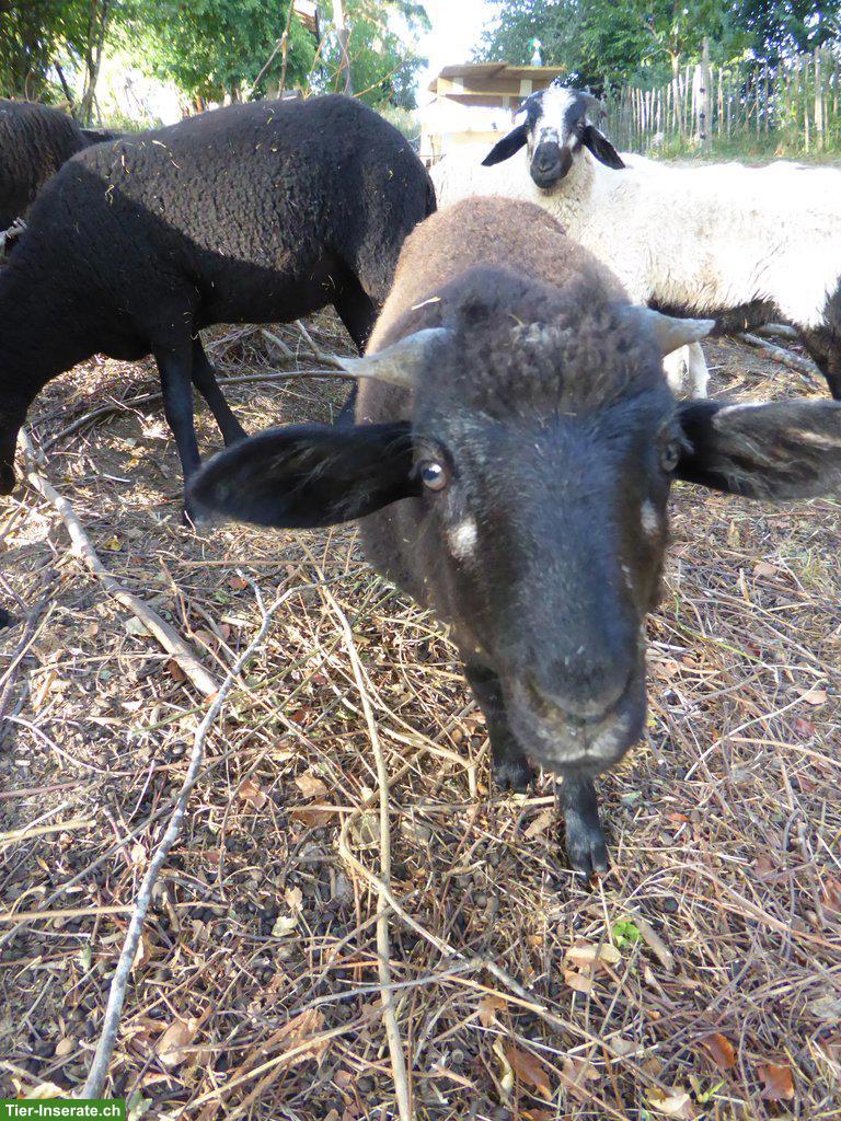 Bild 3: Bündner Oberländer Schaf Aue zu verkaufen