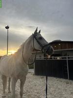 Reitbeteiligung für Holsteiner Stute in Baar ZG