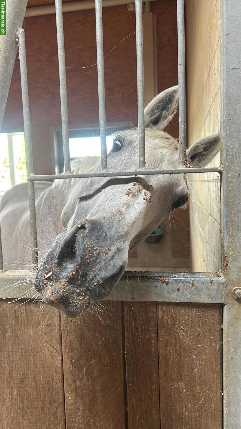 Bild 3: Reitbeteiligung für Holsteiner Stute in Baar ZG
