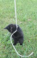 Junger schwarzer Bauernhof Kater zu verkaufen
