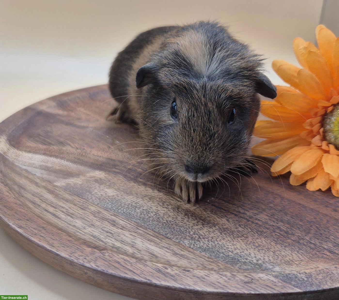 Süsse Crested Meerschweinchen Weibchen