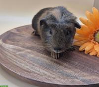 Süsse Crested Meerschweinchen Weibchen