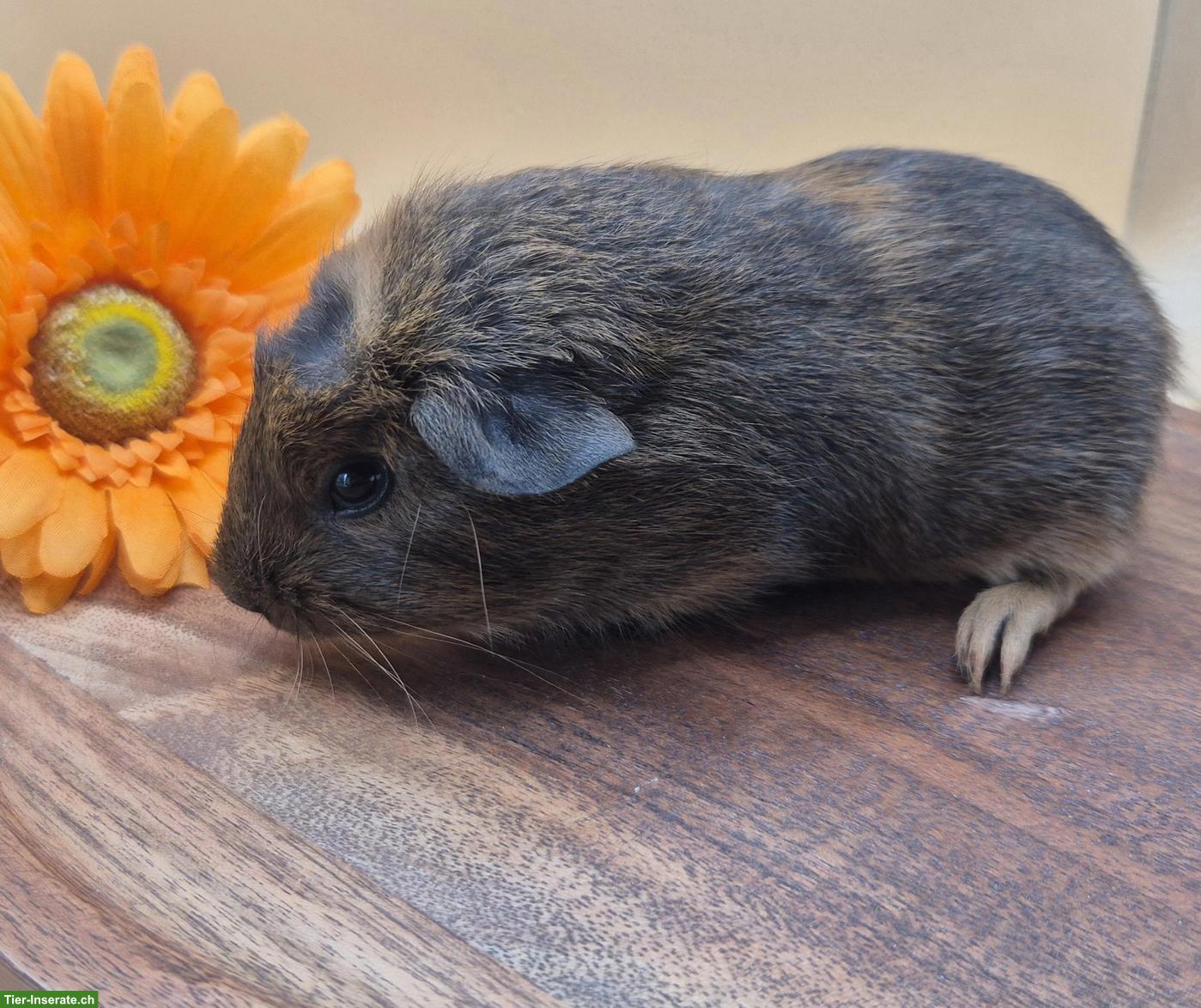 Bild 3: Süsse Crested Meerschweinchen Weibchen