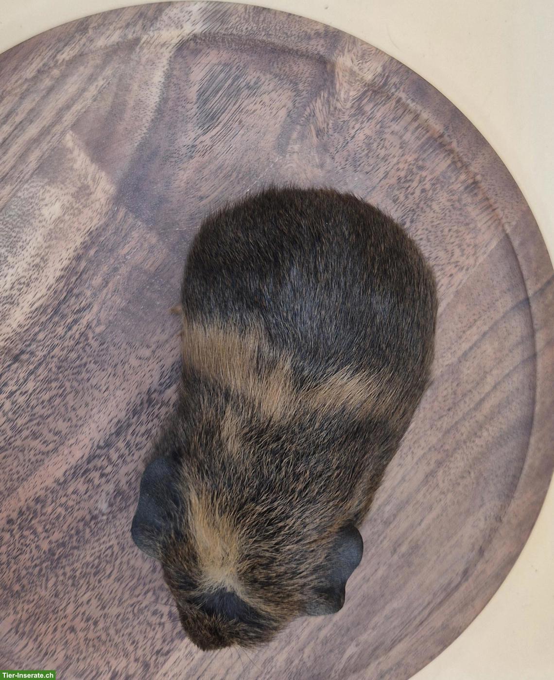 Bild 4: Süsse Crested Meerschweinchen Weibchen