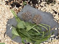 Griechische Landschildkröten Babys