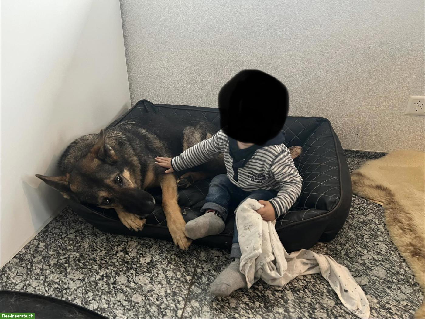 Bild 4: Sehr liebe und soziale Deutscher Schäferhündin sucht Lebensplatz