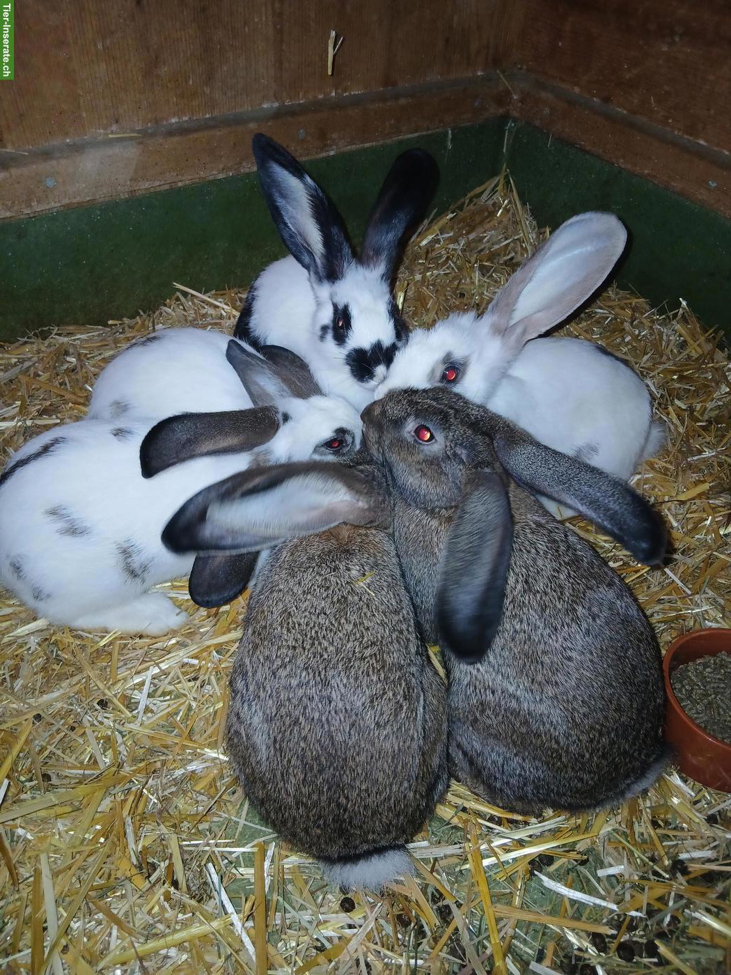 Junge Kaninchen Deutscher Riese x Schweizerschecke