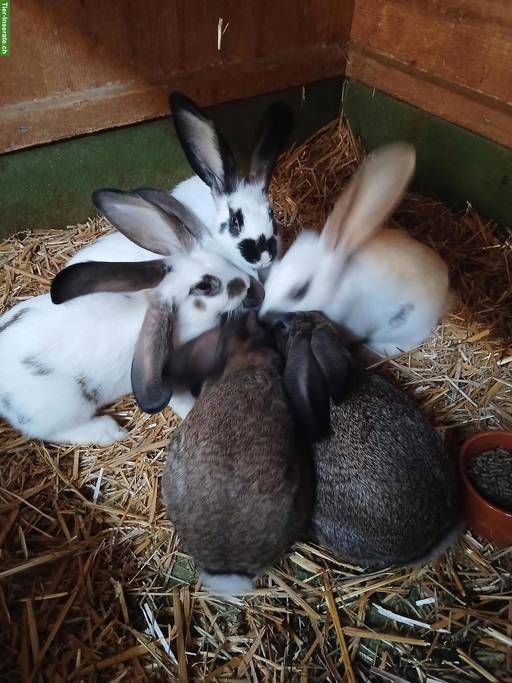 Bild 2: Junge Kaninchen Deutscher Riese x Schweizerschecke