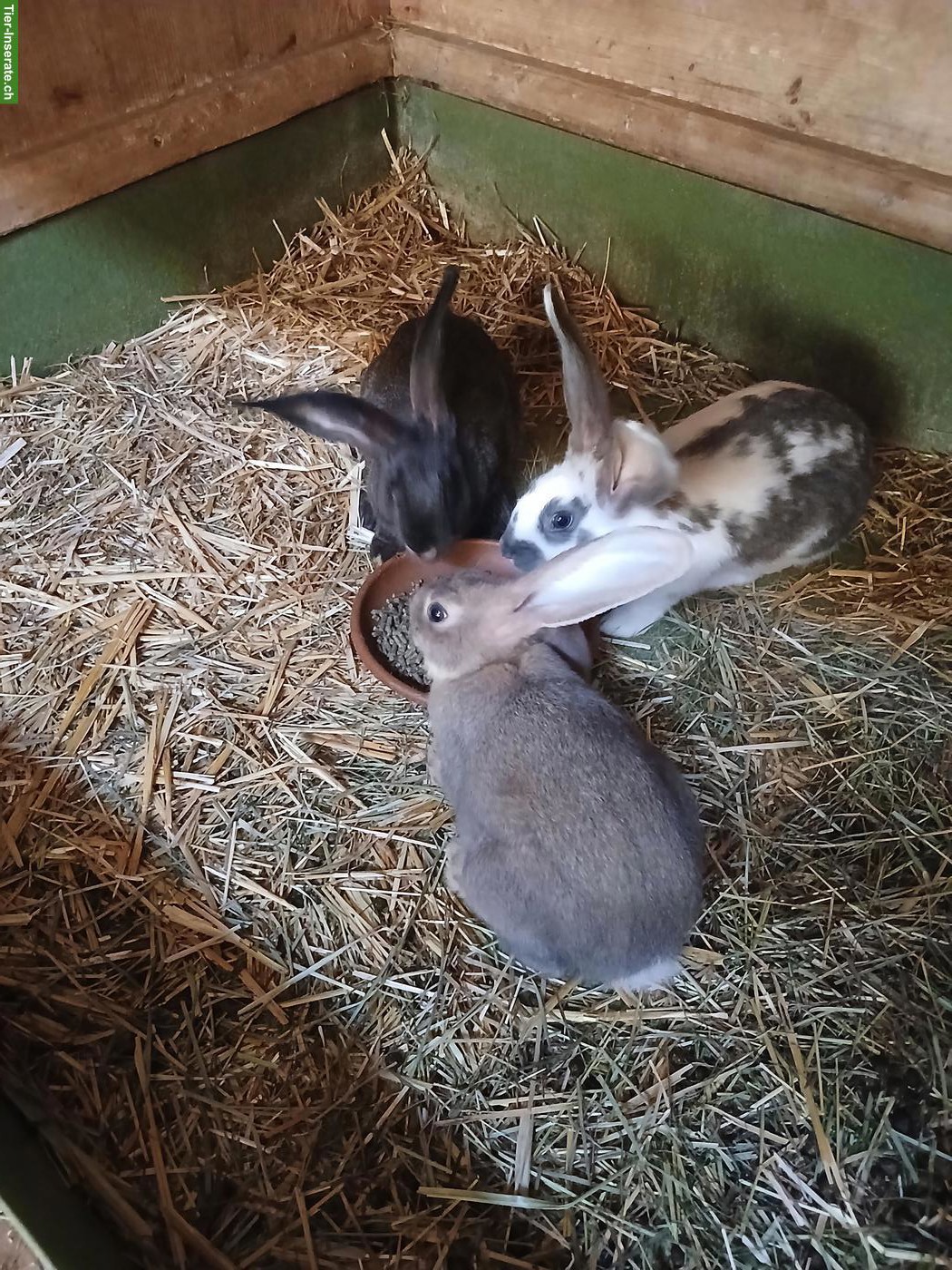 Bild 3: Junge Kaninchen Deutscher Riese x Schweizerschecke